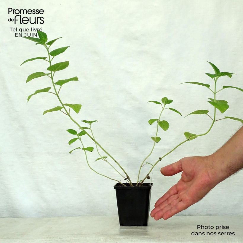 Exemplar von Himalaya-Katzenminze - Nepeta govaniana Kleine Töpfe von 8/9 cm wie im Sommer geliefert