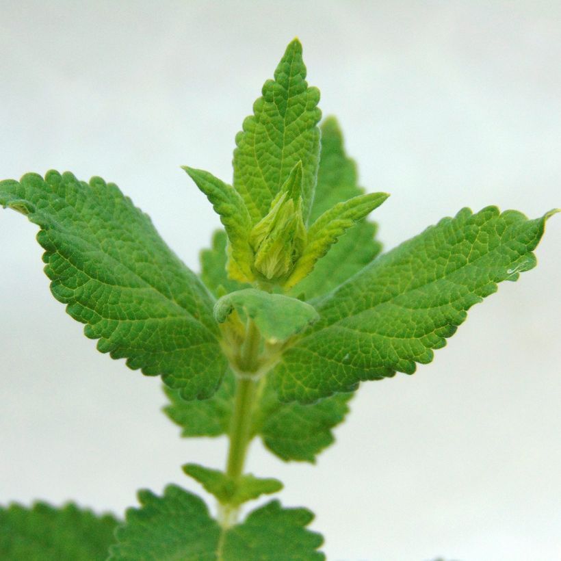 Großblütige Katzenminze Dawn to Dusk - Nepeta grandiflora (Laub)