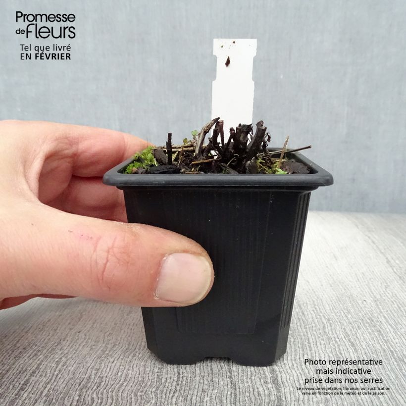 Exemplar von Großblütige Katzenminze Dawn to Dusk - Nepeta grandiflora Kleine Töpfe von 8/9 cm wie im Winter geliefert