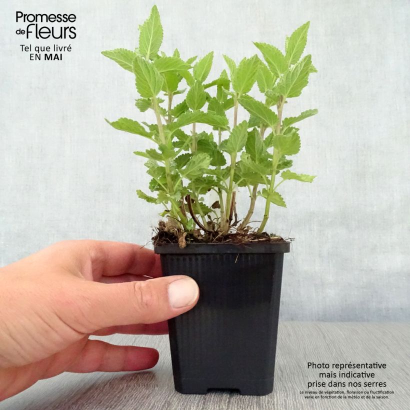 Exemplar von Großblütige Katzenminze Dawn to Dusk - Nepeta grandiflora Kleine Töpfe von 8/9 cm wie im Frühjahr geliefert