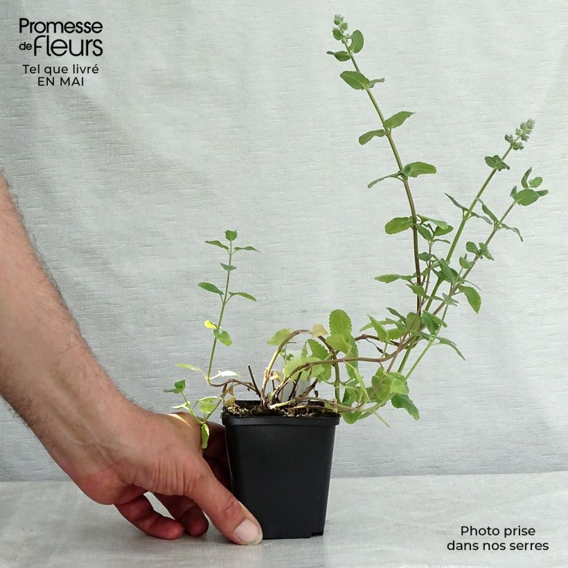 Exemplar von Großblütige Katzenminze Summer Magic - Nepeta grandiflora Kleine Töpfe von 8/9 cm wie im Frühjahr geliefert