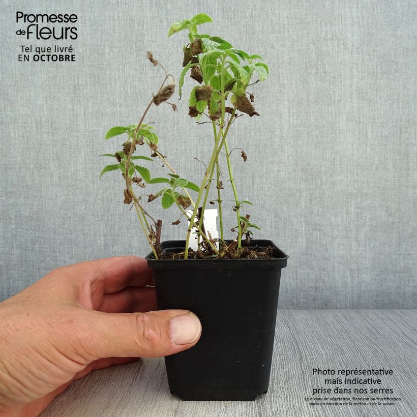 Exemplar von Großblütige Katzenminze Wild Cat - Nepeta grandiflora Kleine Töpfe von 8/9 cm wie im Herbst geliefert