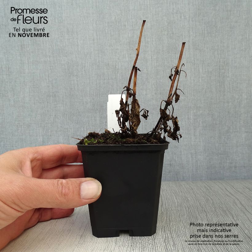 Exemplar von Katzenminze - Nepeta kubanica Kleine Töpfe von 8/9 cm wie im Herbst geliefert