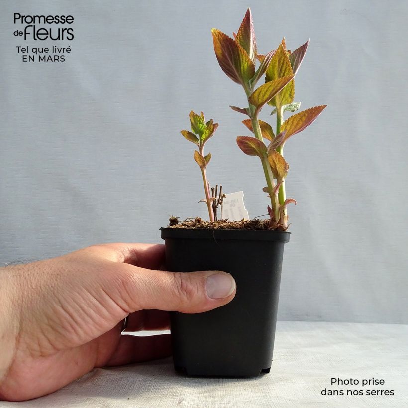 Exemplar von Katzenminze Manchu Blue - Nepeta manchuriensis Kleine Töpfe von 8/9 cm wie im Frühjahr geliefert