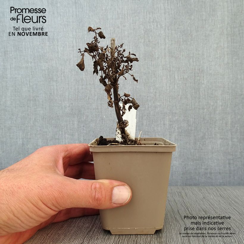 Exemplar von Geaderte Katzenminze Neptune - Nepeta nervosa Kleine Töpfe von 8/9 cm wie im Herbst geliefert