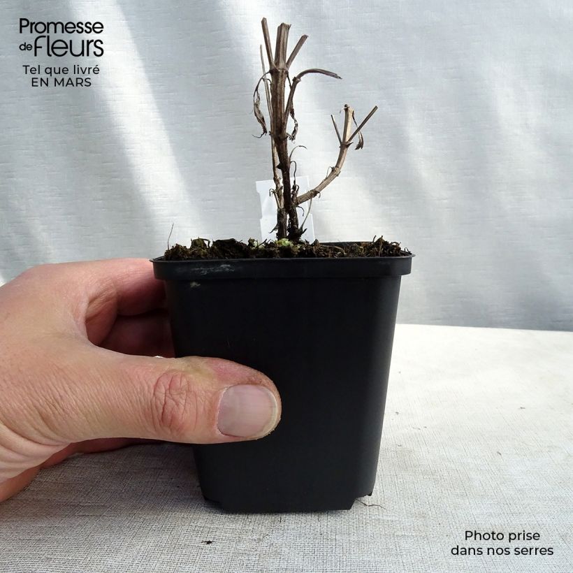 Exemplar von Kahle Katzenminze Purple Cat - Nepeta nuda Kleine Töpfe von 8/9 cm wie im Frühjahr geliefert