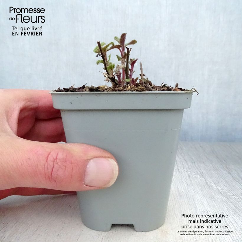 Exemplar von Traubige Katzenminze Grog - Nepeta racemosa Kleine Töpfe von 8/9 cm wie im Winter geliefert