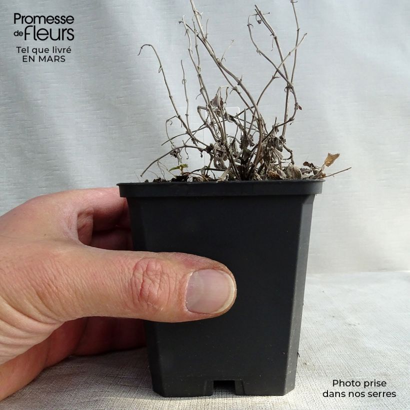 Exemplar von Traubige Katzenminze Snowflake - Nepeta racemosa Kleine Töpfe von 8/9 cm wie im Winter geliefert