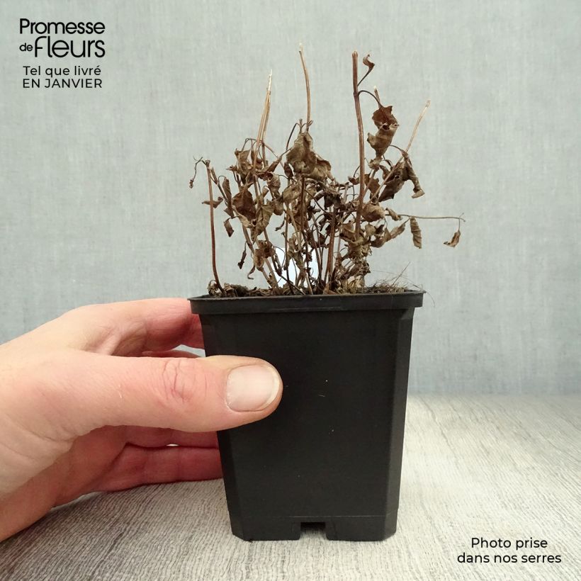 Exemplar von Sitzende Katzenminze - Nepeta subsessilis Kleine Töpfe von 8/9 cm wie im Winter geliefert