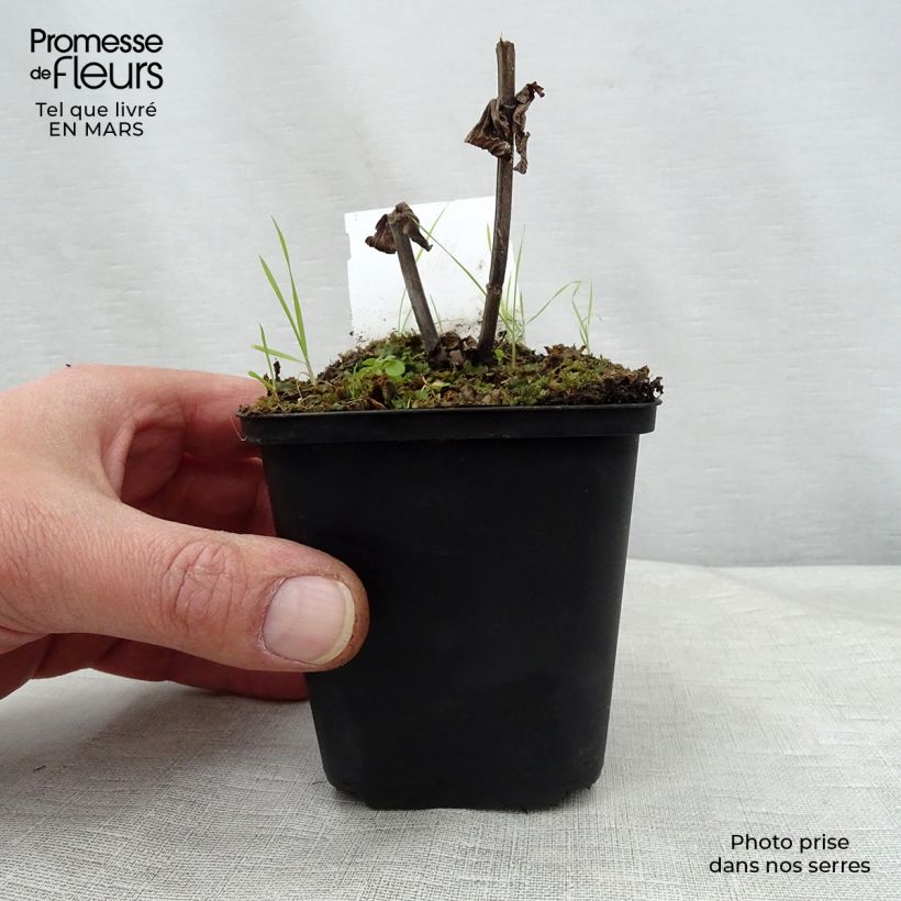 Exemplar von Sitzende Katzenminze Laufen - Nepeta subsessilis Kleine Töpfe von 8/9 cm wie im Frühjahr geliefert