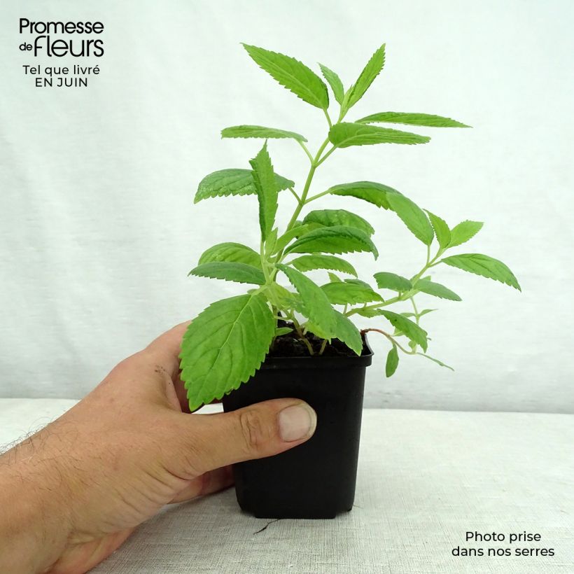 Exemplar von Sitzende Katzenminze Laufen - Nepeta subsessilis Kleine Töpfe von 8/9 cm wie im Sommer geliefert