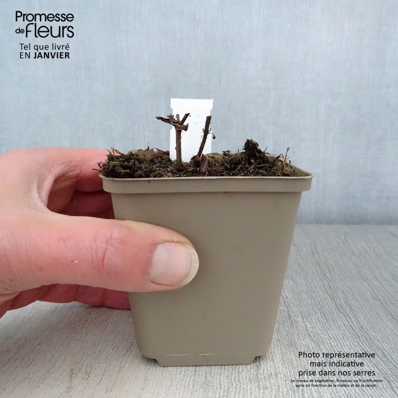 Exemplar von Sitzende Katzenminze Laufen - Nepeta subsessilis Kleine Töpfe von 8/9 cm wie im Winter geliefert