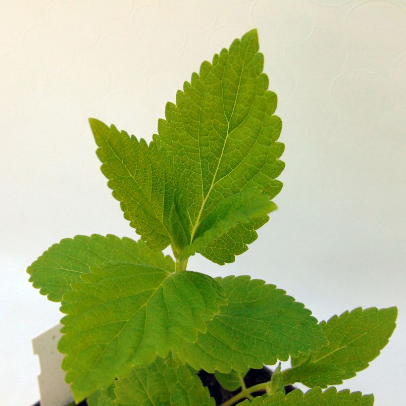 Sitzende Katzenminze Sweet Dreams - Nepeta subsessilis (Laub)