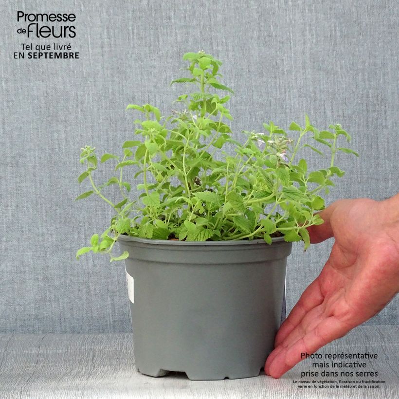 Exemplar von Katzenminze Limelight - Nepeta faassenii Topf mit 2L/3L wie im Sommer geliefert