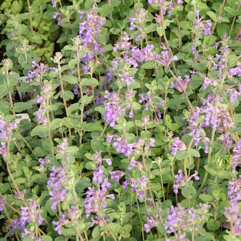 Katzenminze Walker's Low - Nepeta faassenii (Blüte)