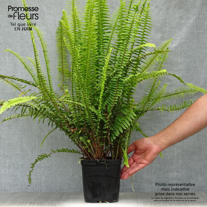 Exemplar von Nephrolepis cordifolia Artic Jungle - Schlanker Schwertfarn Topf mit 2L/3L wie im Sommer geliefert