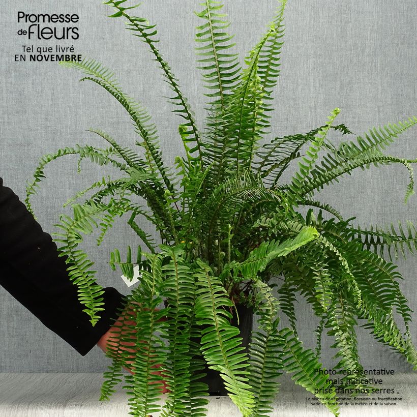 Exemplar von Nephrolepis cordifolia Artic Jungle - Schlanker Schwertfarn Topf mit 2L/3L wie im Herbst geliefert