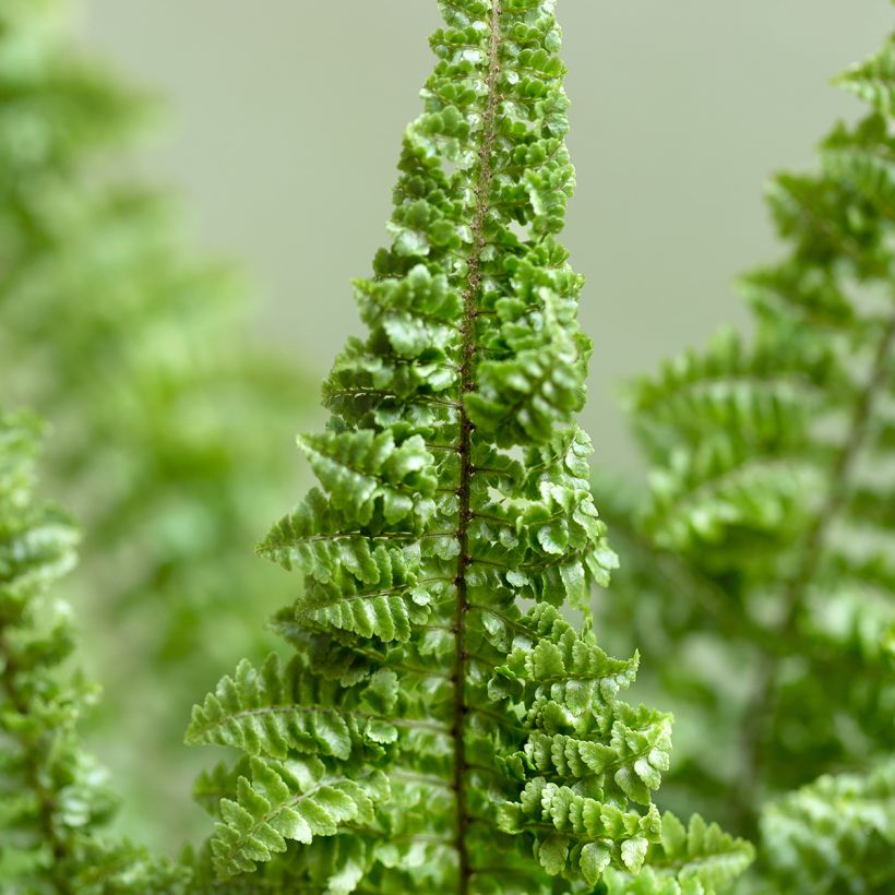 Schwertfarn Cotton Candy - Nephrolepis exaltata (Laub)