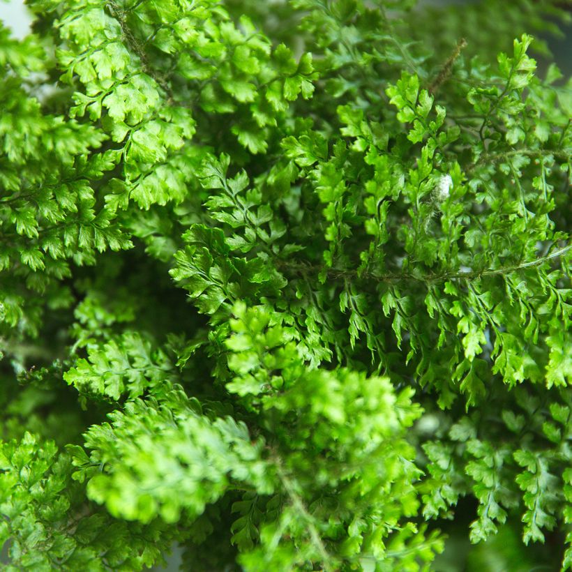 Schwertfarn Fluffy Ruffle - Nephrolepis exaltata (Laub)