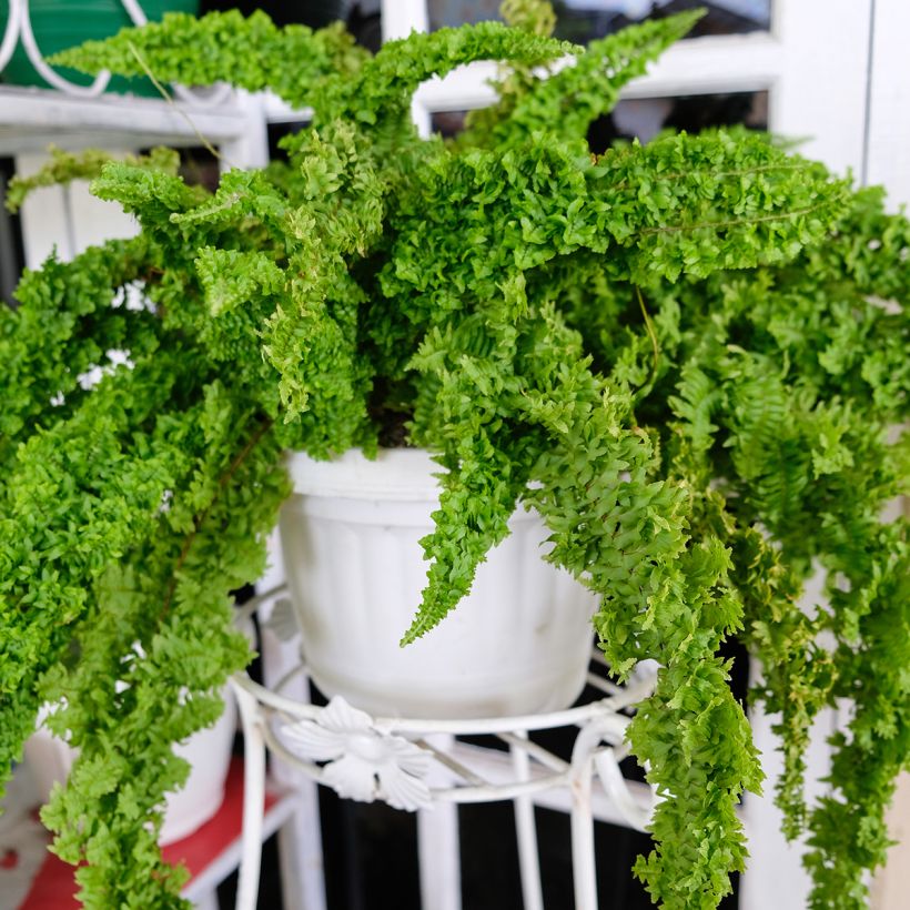 Schwertfarn Fluffy Ruffle - Nephrolepis exaltata (Wuchs)