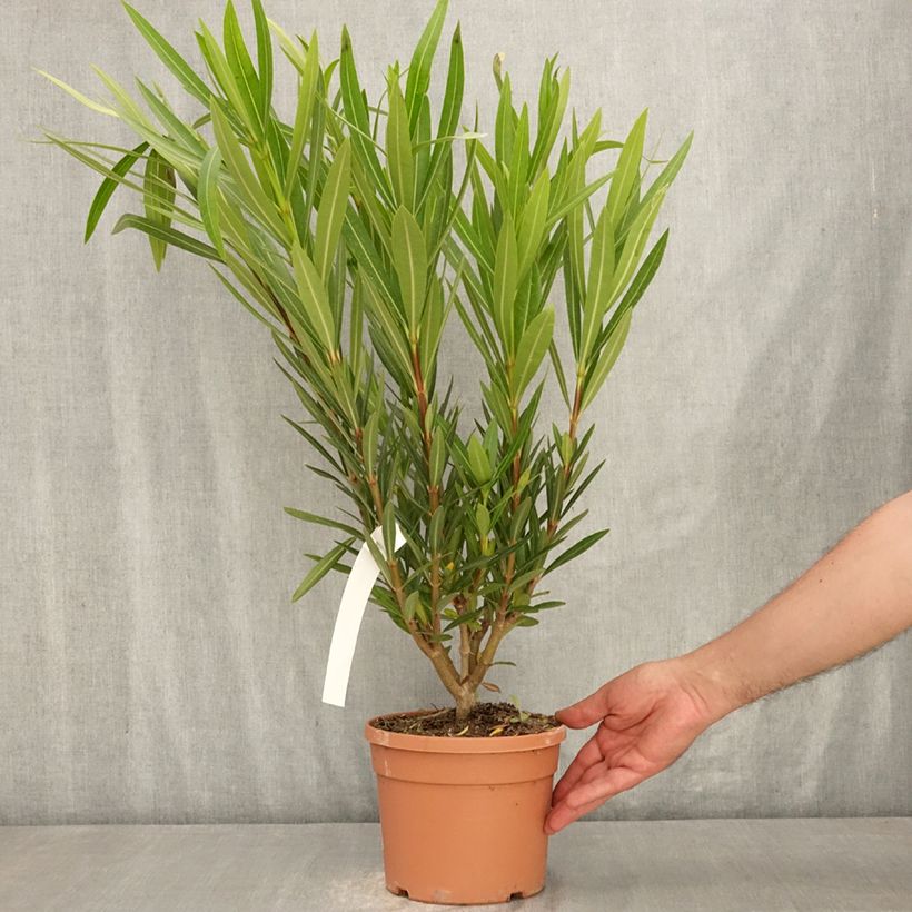 Exemplar von Oleander Provence - Nerium Topf mit 3L/4L, Strauch wie im Sommer geliefert