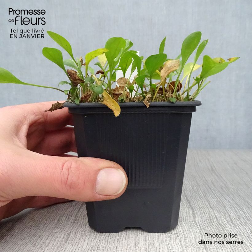 Exemplar von Nierembergia repens - Weißbecher Kleine Töpfe von 8/9 cm wie im Winter geliefert