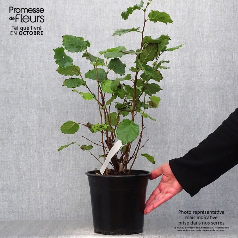 Exemplar von Haselnuss Fertile de Coutard - Corylus avellana Topf mit 3L/4L, Strauch wie im Herbst geliefert