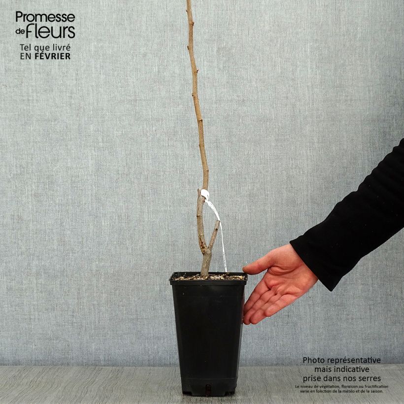 Exemplar von Haselnuss Longue d'Espagne - Corylus avellana Topf mit 3L/4L, Strauch wie im Winter geliefert