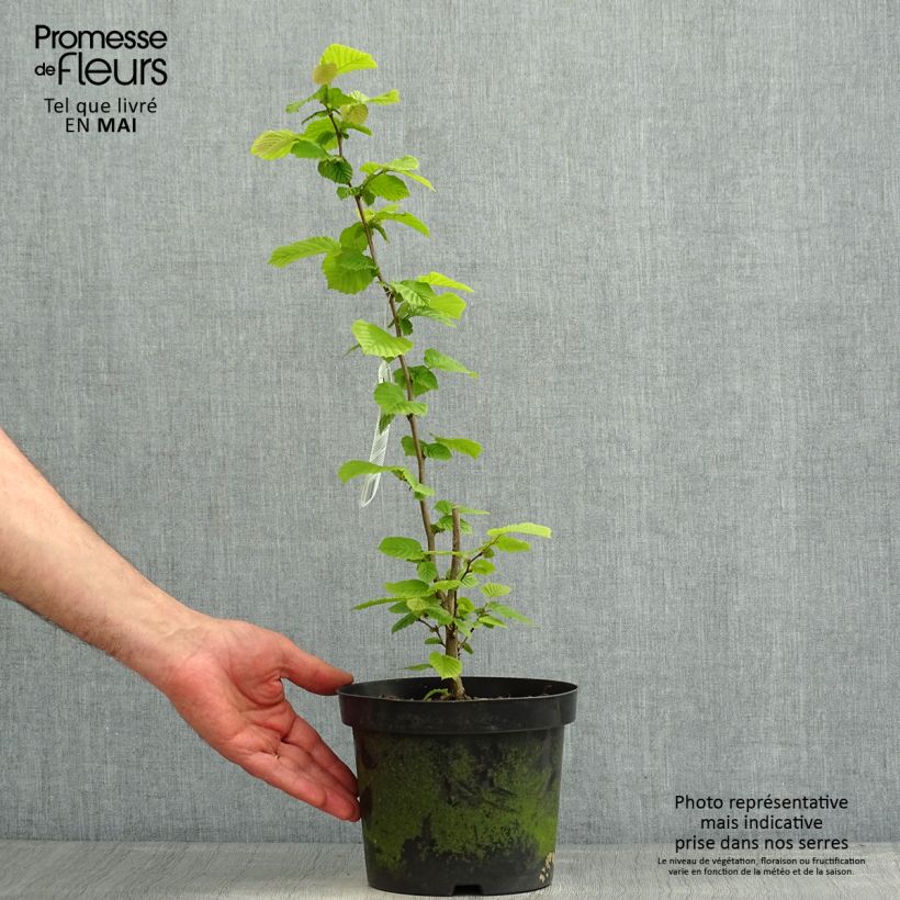 Exemplar von Haselnuss - Corylus avellana Topf mit 2L/3L wie im Frühjahr geliefert