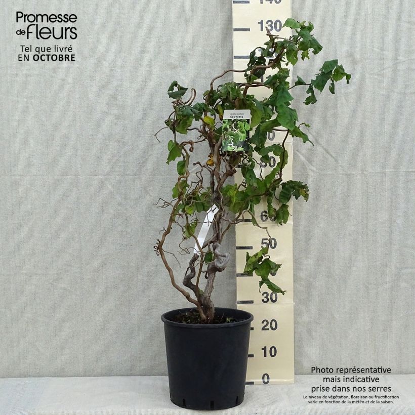 Exemplar von Haselnuss Contorta - Corylus avellana Topf mit 12L/15L wie im Herbst geliefert