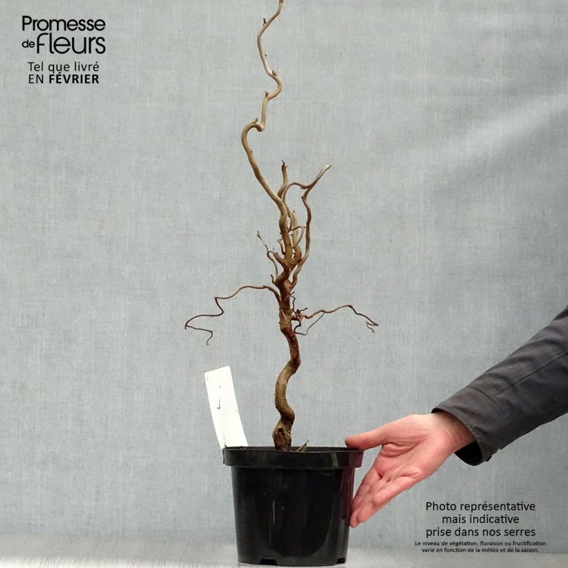 Exemplar von Haselnuss Contorta - Corylus avellana Topf mit 3L/4L wie im Winter geliefert