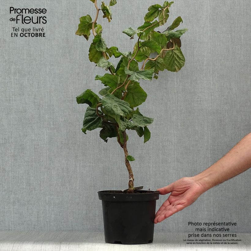 Exemplar von Haselnuss Red Majestic - Corylus avellana Topf mit 3L/4L wie im Herbst geliefert
