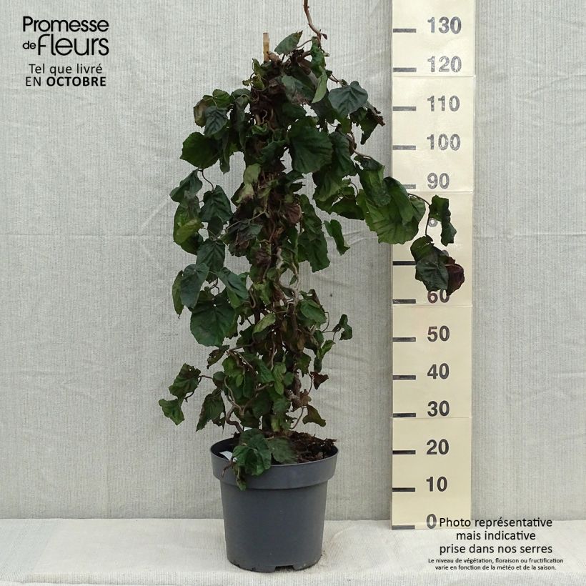Exemplar von Haselnuss Red Majestic - Corylus avellana Topf mit 12L/15L wie im Herbst geliefert