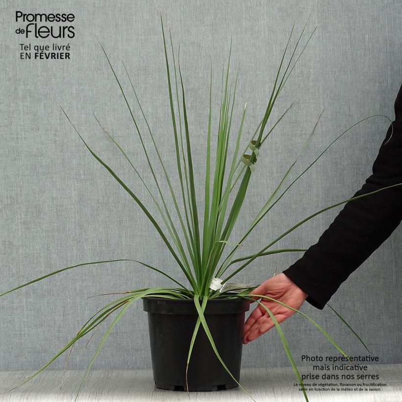 Exemplar von Nolina hibernica La Sibirica - Flaschenbaum Topf mit 6L/7L wie im Winter geliefert