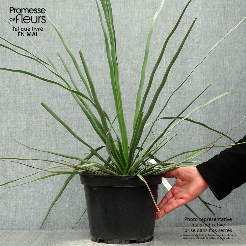 Exemplar von Nolina hibernica La Sibirica - Flaschenbaum Topf mit 6L/7L wie im Frühjahr geliefert