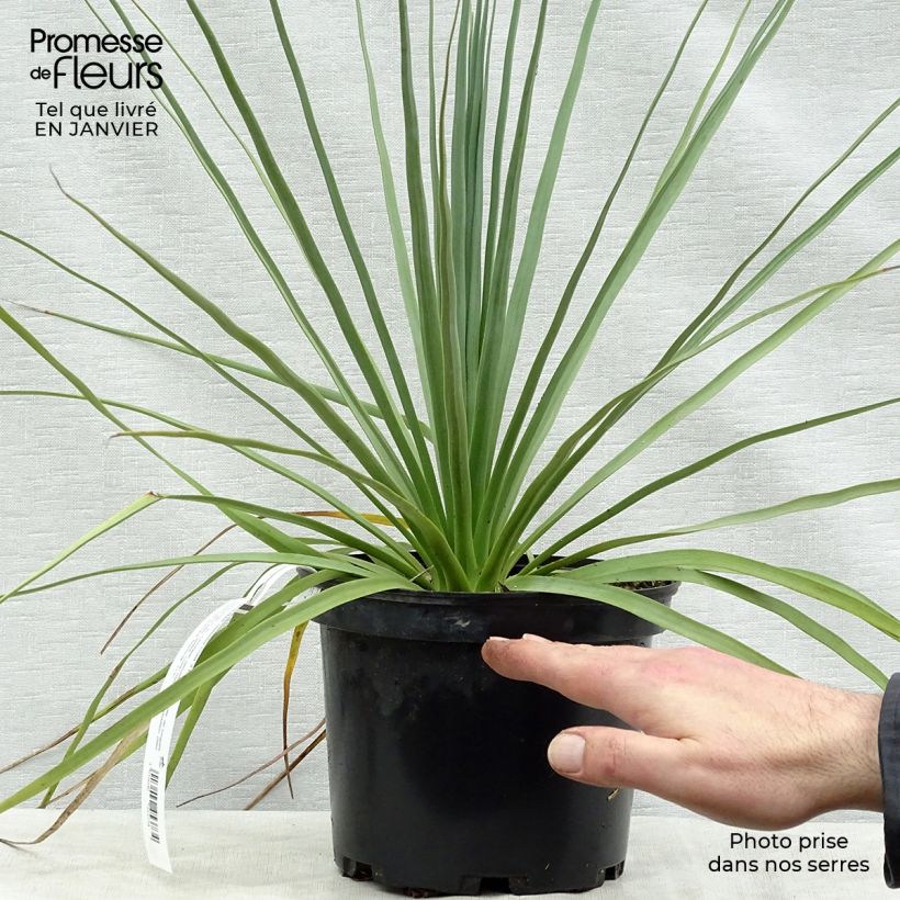 Exemplar von Nolina nelsonii - Flaschenbaum Topf mit 3L/4L wie im Winter geliefert