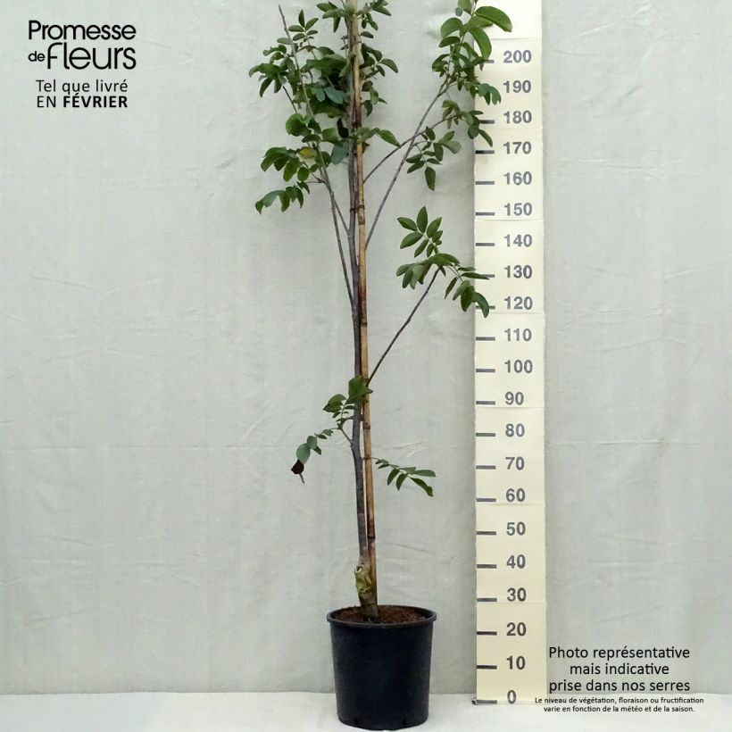 Exemplar von Walnuss Franquette - Juglans regia Topf mit 12L/15L, Stämmchen wie im Herbst geliefert