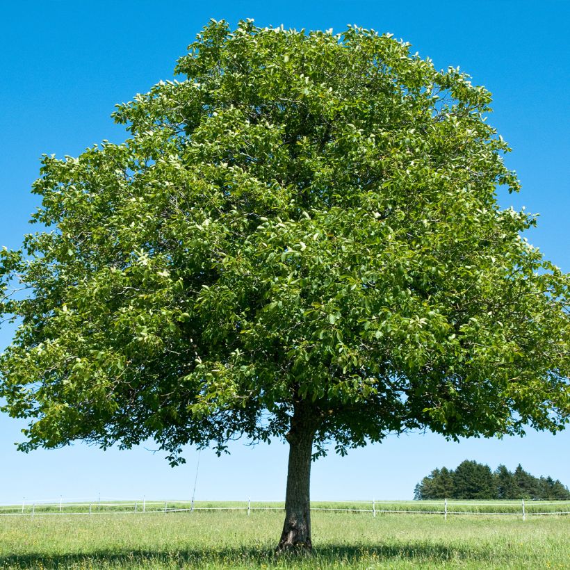 Schwarznuss Corne - Juglans nigra (Hafen)