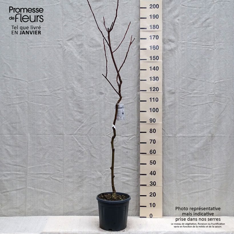 Exemplar von Walnuss Chandler - Juglans regia Topf mit 7,5L/10L, Halbstamm wie im Winter geliefert