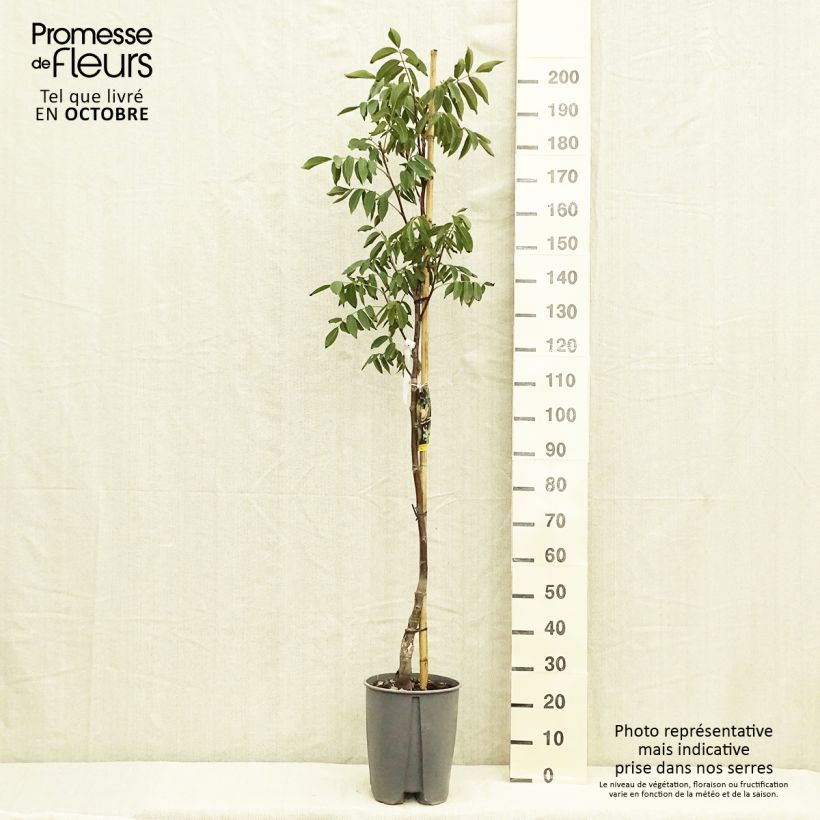Exemplar von Walnuss Fernor - Juglans regia Topf mit 7,5L/10L, Halbstamm wie im Herbst geliefert