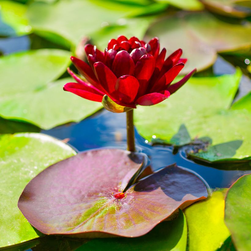 Nymphaea Black Princess - Winterharte Seerose (Blüte)