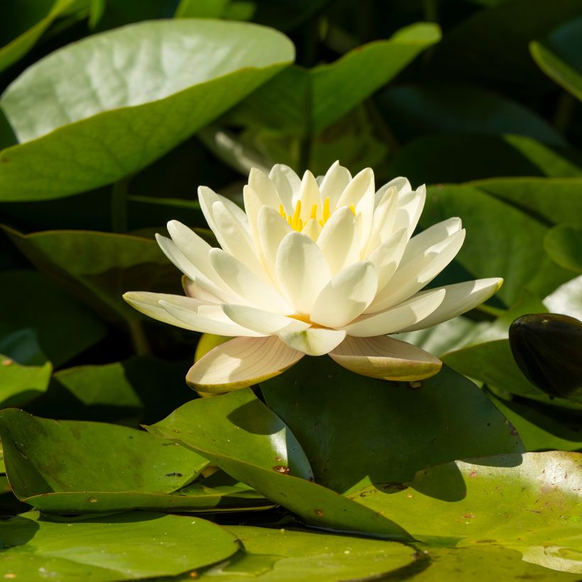 Nymphaea Denver - Winterharte Seerose (Blüte)