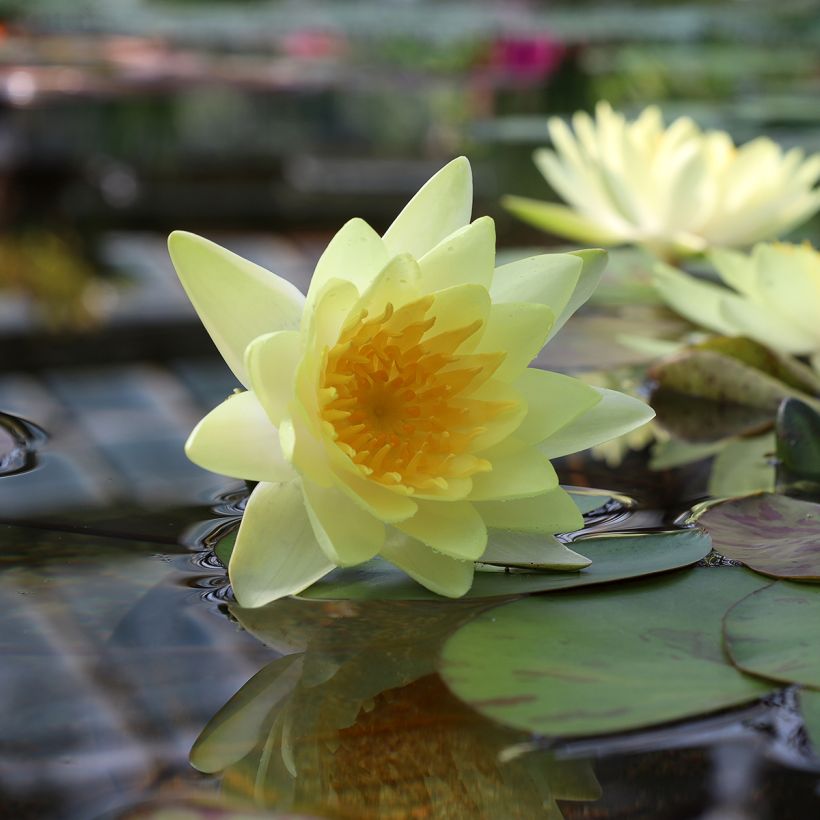 Nymphaea Double Yellow - Winterharte Seerose (Blüte)