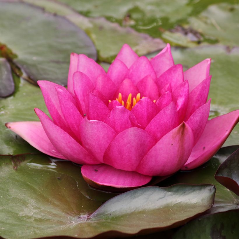 Nymphaea Eros - Winterharte Seerose (Blüte)