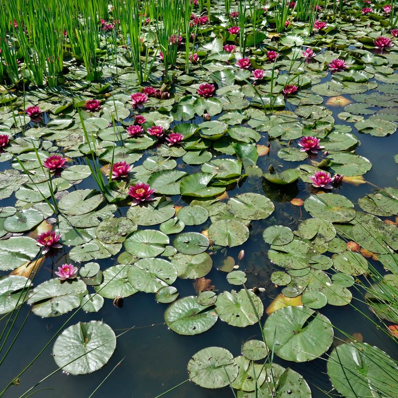 Nymphaea Eros - Winterharte Seerose (Wuchs)