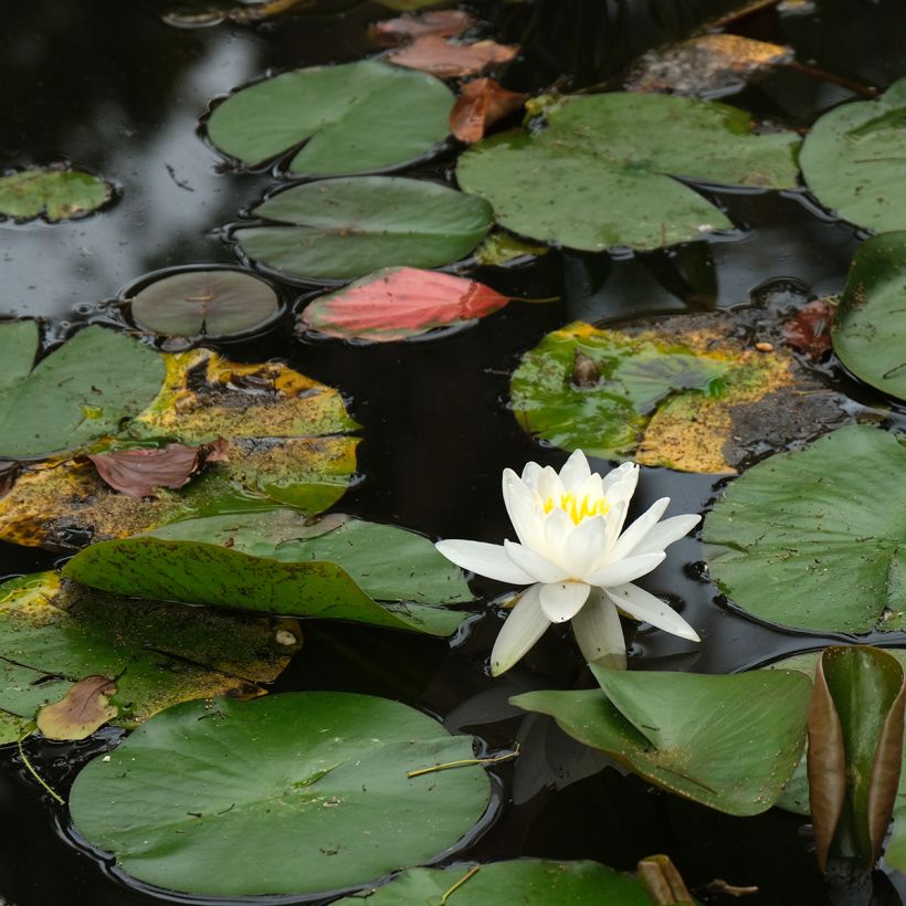Nymphaea Evelyn Stetson - Winterharte Seerose (Wuchs)