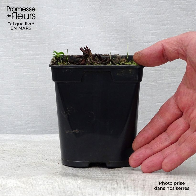 Exemplar von Nymphaea Fabiola - Winterharte Seerose Kleine Töpfe von 8/9 cm wie im Frühjahr geliefert