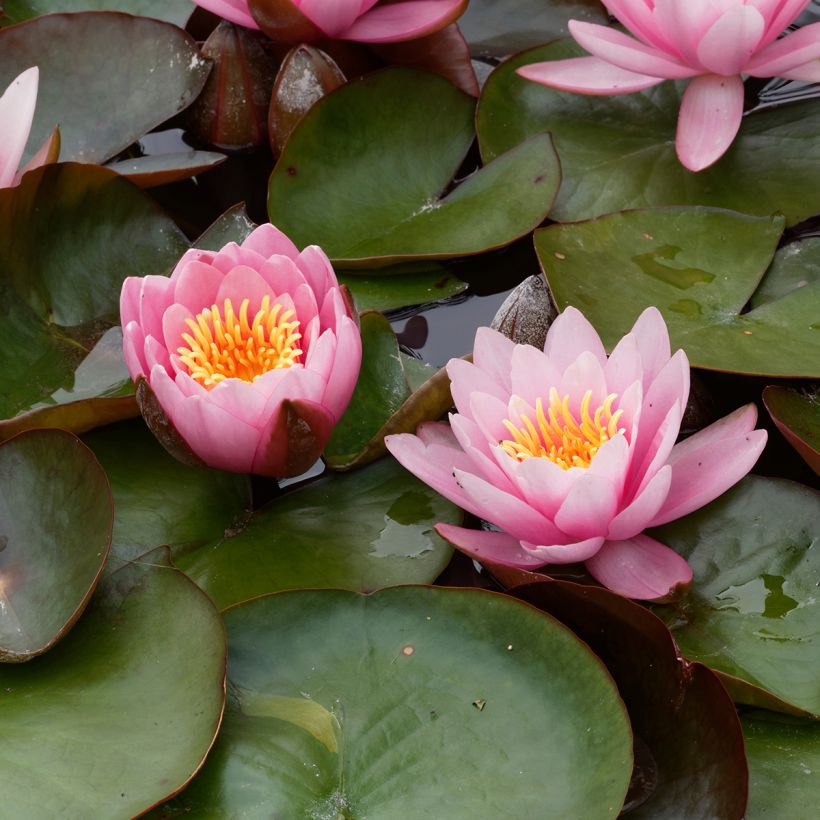 Nymphaea Fabiola - Winterharte Seerose (Blüte)