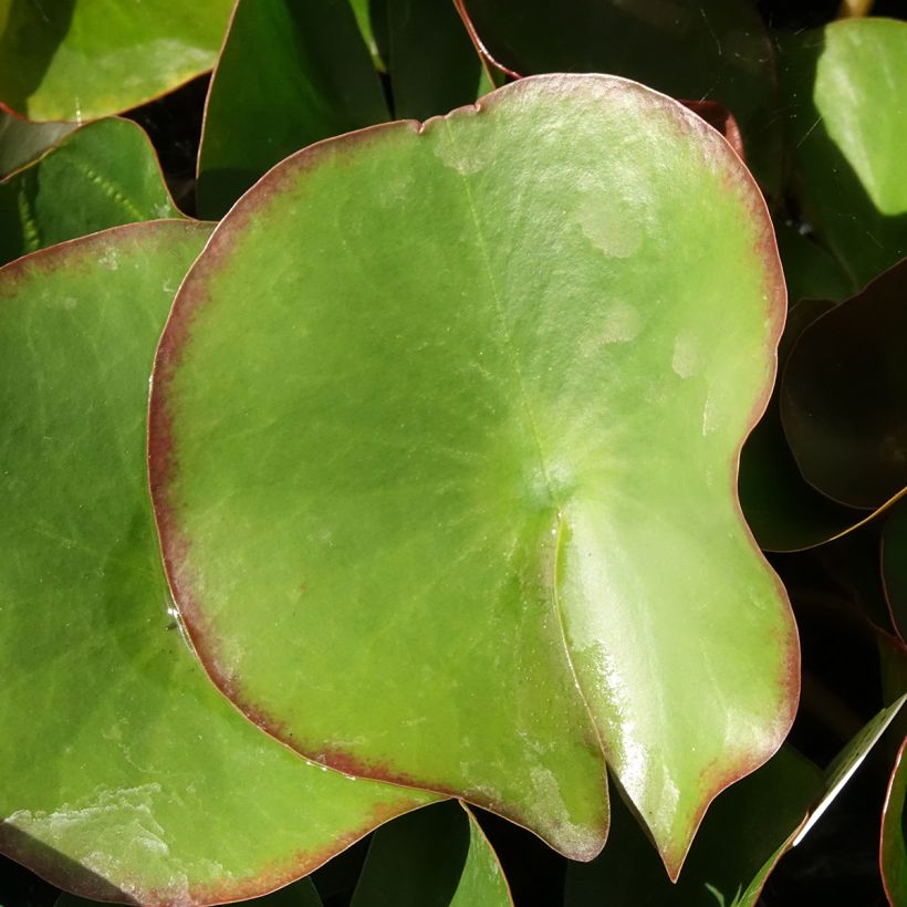 Nymphaea Fabiola - Winterharte Seerose (Laub)