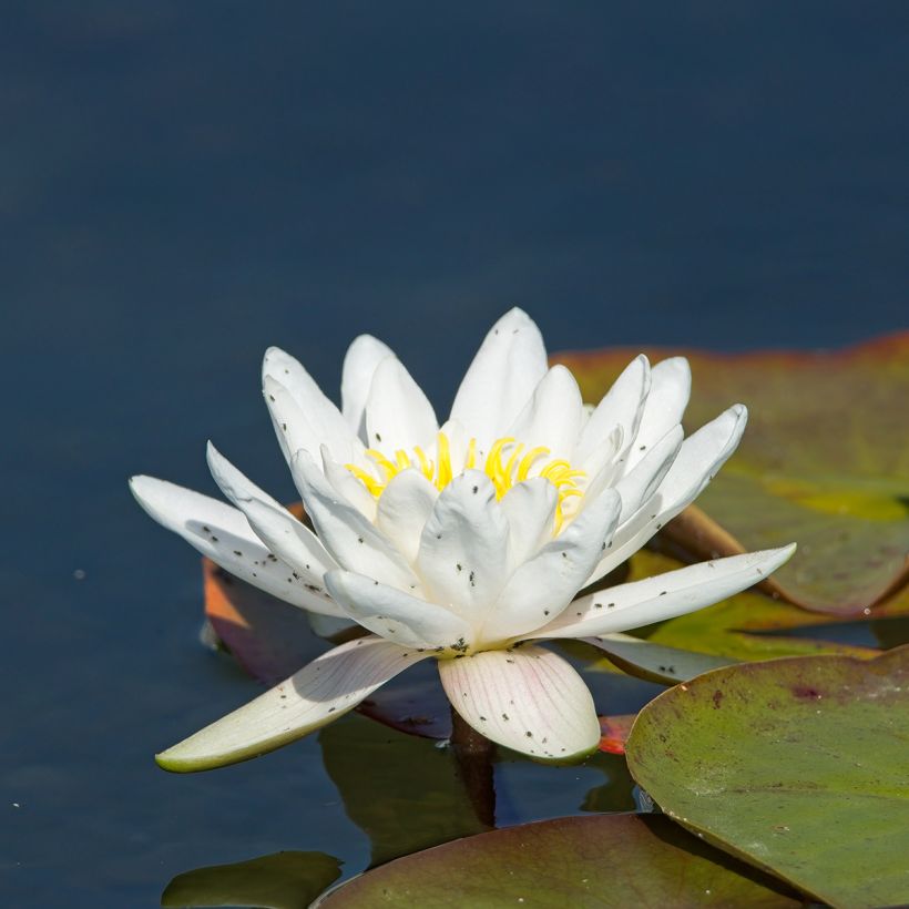 Nymphaea Gladstoniana - Winterharte Seerose (Blüte)